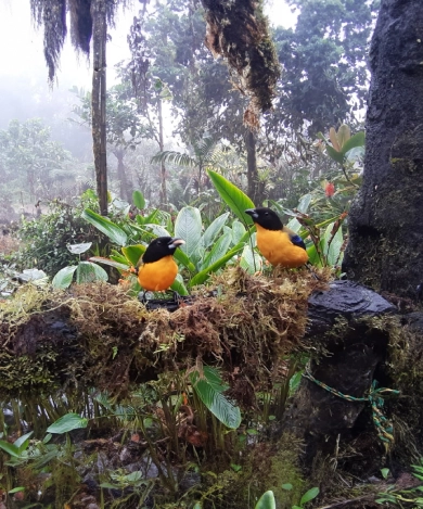 Variedad de aves, tangaras y colibrís