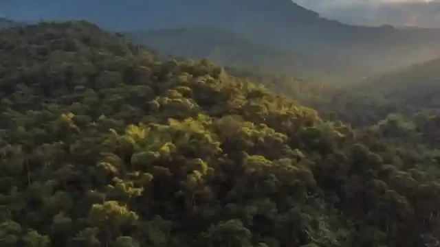Amanecer en el Bosque Nublado – Foto de Ben Cammarata