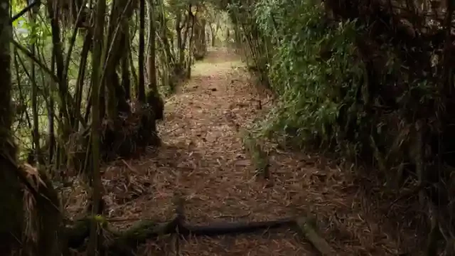 CHOCÓ ANDINO