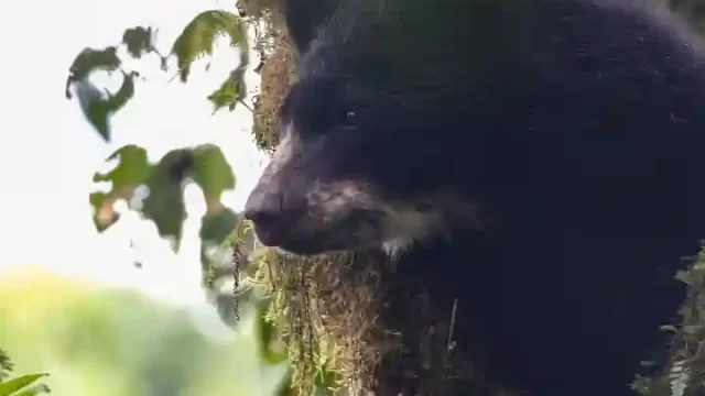 Oso Andino 1 Maquipucuna 18sep2015